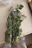 【火锅季】带根香菜100g 实拍图