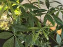 美益棵浓缩营养液通用型600ml月季多肉绿植花卉盆栽园林复合肥料水溶肥 实拍图