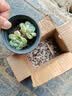 随机多肉植物盆栽新手好养易存活办公室桌面绿植 随机发货（1盆） 实拍图