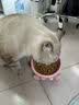 皇家猫粮 成猫猫粮 营养均衡 F32 通用粮 1-7岁 4.5KG 实拍图