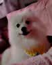 普安特宠物狗狗驱虫药犬体内外同驱跳蚤犬虱非泼罗尼爱滴克+内驱 实拍图
