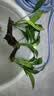 【京东物流】水草套餐 好养耐活真水草植物绿菊大叶绿九冠鱼缸 三头丹麦榕沉木 实拍图