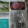 龙大肉食猪大排2斤 出口日本级 猪排片猪里脊酱卤食材卤大排 猪肉烧烤 实拍图