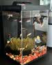 疯狂水草天然贝壳海螺适配小米鱼缸造景水族箱全套布景海星装饰生态摆件 溪流缸造景套餐（适合20-30cm鱼缸） 实拍图