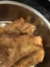凤起德州脱骨扒鸡500g 德州五香扒鸡德州烧鸡卤味鸡肉熟食节庆礼品 实拍图