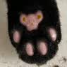 皇家猫粮 幼猫猫粮 幼猫奶糕 K36 通用粮 4-12月 2KG 实拍图