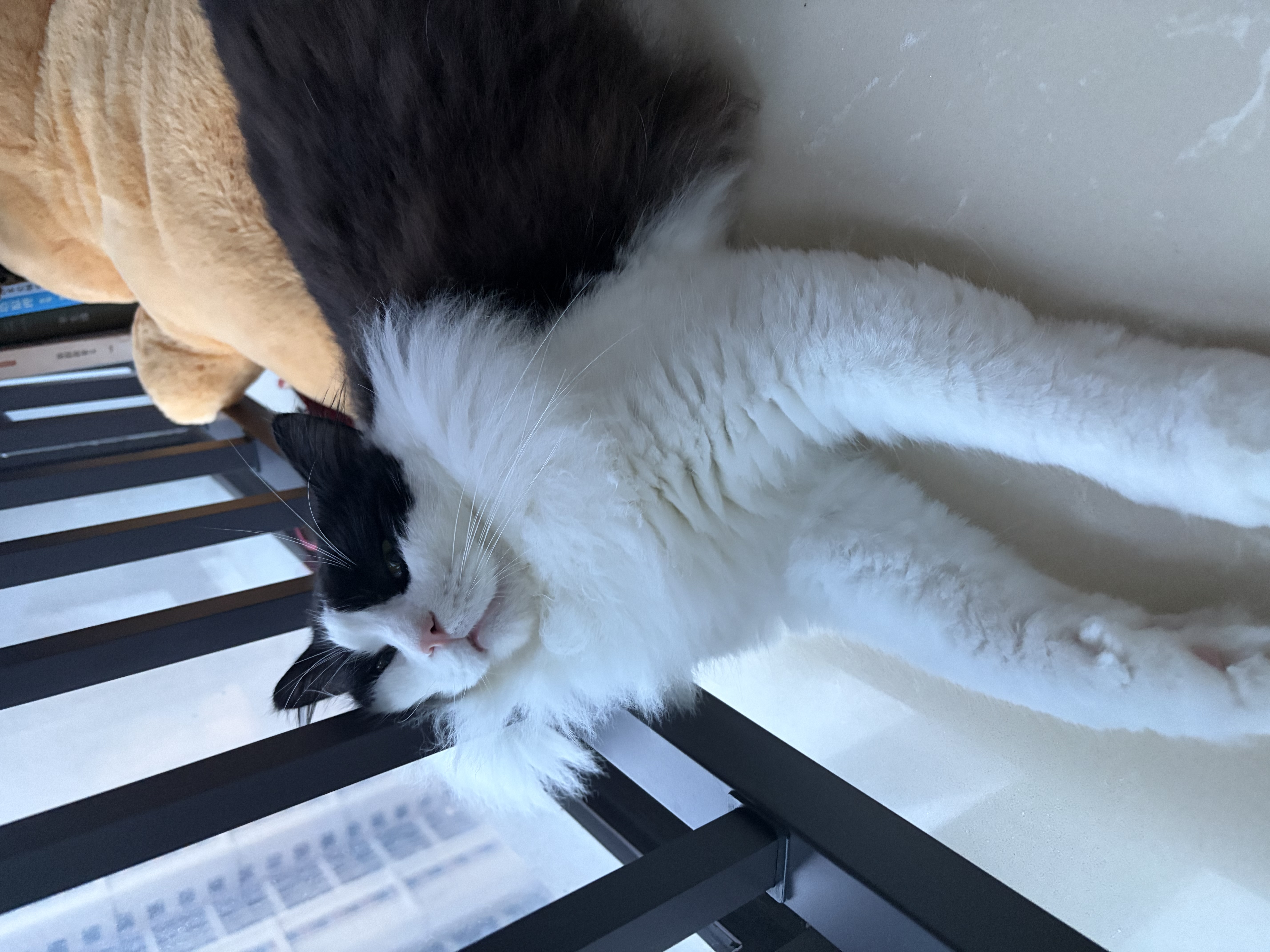 FARMINA PET FOODS法米娜猫粮鲱鱼甜橙成猫粮1.5kg意大利进口 实拍图