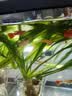 森森鱼缸水族箱加热棒自动恒温防爆乌龟缸加温棒小型鱼缸加热器100W 实拍图