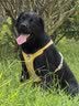麦富迪狗粮 超肉粒冻干狗粮 成幼犬中大型犬专用 15kg/30斤【宠物金选】 实拍图