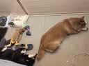 LEGENDSANDY蓝氏狗粮真鲜乳鸽中小型犬泰迪比熊生骨肉冻干鲜肉犬粮4.5kg9斤 实拍图