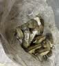 鲜活蛏子300g（23-30粒） 实拍图
