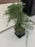 绿萝文竹九里香小叶赤楠禅意盆栽办公室桌面植物小盆景绿植花卉苗 文竹+舍得盆+方底托+青苔 实拍图