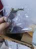 蜈蚣草水草植物懒人鱼缸真水草造景水培阴性净化水质生态 蜈蚣草2颗 实拍图