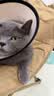 欢宠网伊丽莎白圈猫宠物狗猫咪狗狗绝育软项圈头套脖套防舔防咬脖圈耻辱 实拍图