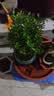 【限时秒杀】小叶赤楠盆景植物办公花卉基地直销批发绿植盆栽室内 赤楠+绿色裂纹盆+苔藓+圆底座 实拍图