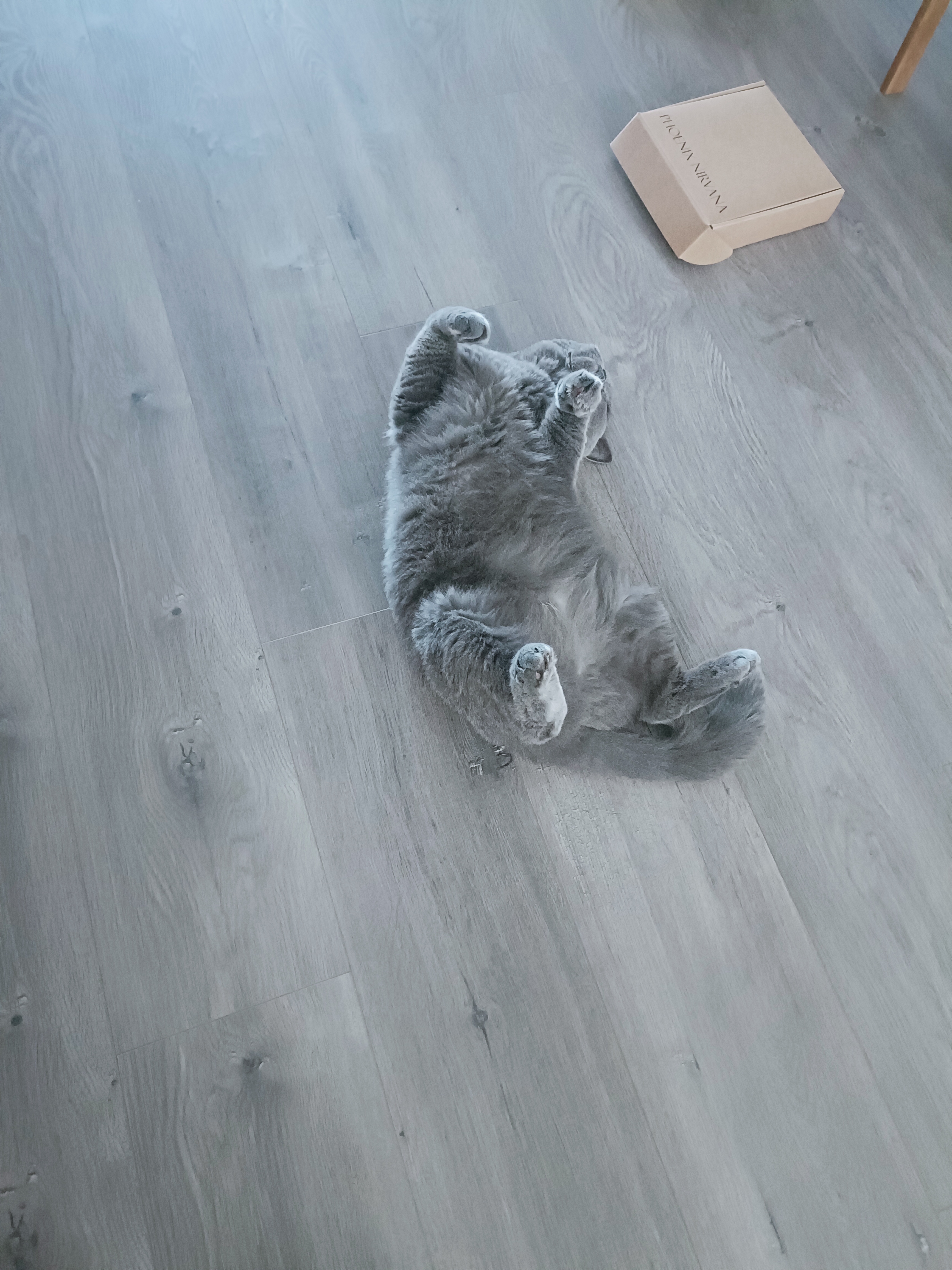 欢宠网猫薄荷球猫玩具猫咪磨牙棒逗猫自嗨解闷神器磨牙猫猫小猫幼猫宠物 实拍图