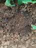 德沃多18L植物营养土通用养花土种菜有机土壤泥炭土绿植专用 实拍图