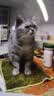 LEGENDSANDY蓝氏全价猫粮生骨肉冻干成猫幼猫猎鸟乳鸽9kg(1.5kg*6)【囤货装】 实拍图