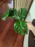 花翁龟背竹水培植物室内盆栽客厅办公室桌面绿植花卉水养绿植源头直发 实拍图