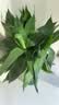 花翁富贵竹水培绿植招财转运室内客厅水养花卉盆栽植物文昌竹源头直发 实拍图
