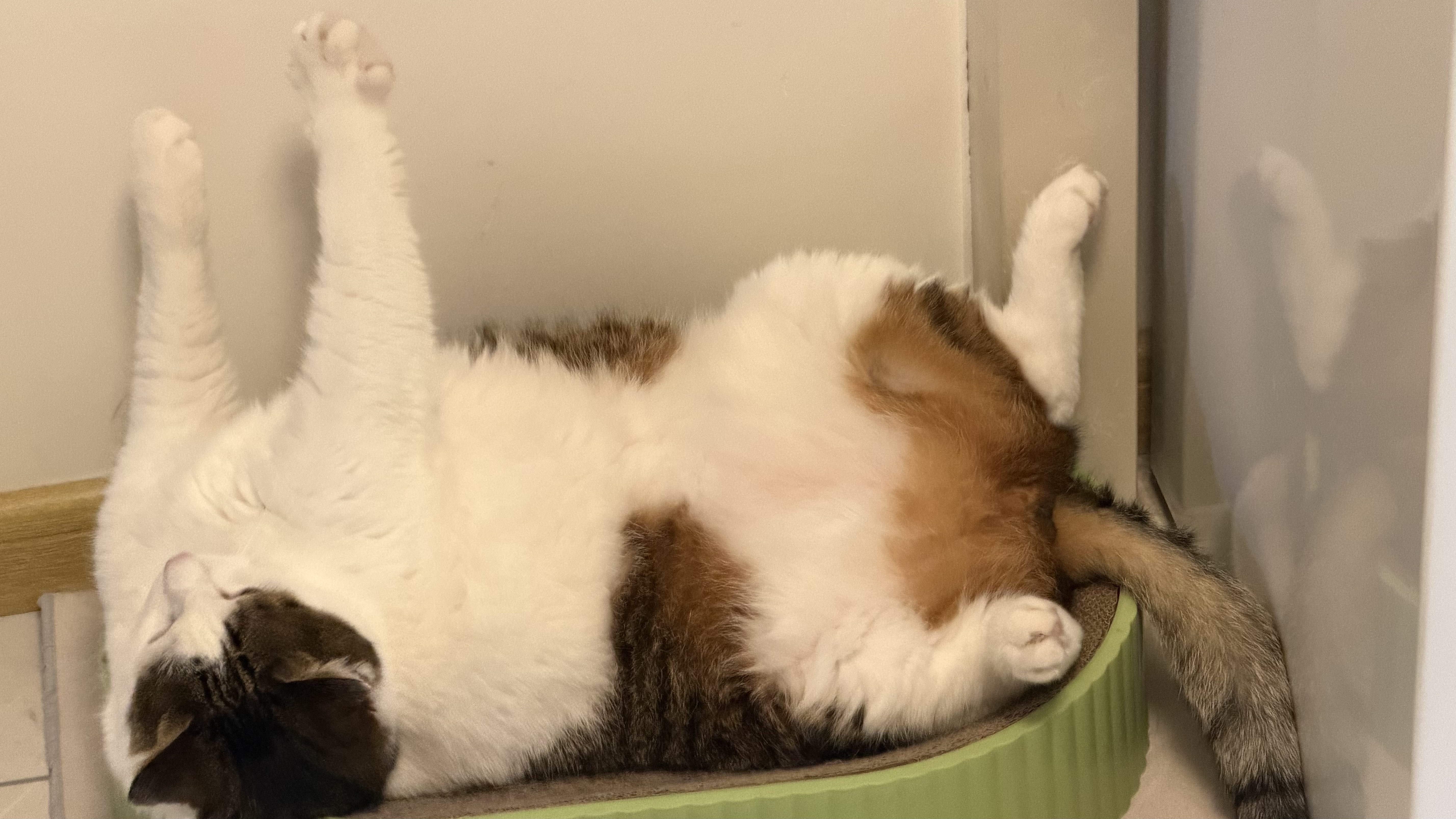 网易严选猫罐头猫湿粮宠物零食浓汤红肉罐头 金枪鱼鸡丝口味85克*12罐 实拍图