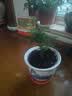 文竹盆栽绿植花卉盆景植物室内客厅水培文松云竹文竹大苗四季常青 小文竹【1颗】原盆原土球发货 高度15-25cm 实拍图