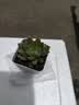 招财钱串吸财树多肉植物办公室桌面绿植盆栽花卉新手好养 精选随机1颗多肉+1个塑料彩盆+土 实拍图
