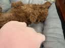 LEGENDSANDY蓝氏狗粮真鲜乳鸽中小型犬泰迪比熊生骨肉冻干鲜肉犬粮1.5kg3斤 实拍图