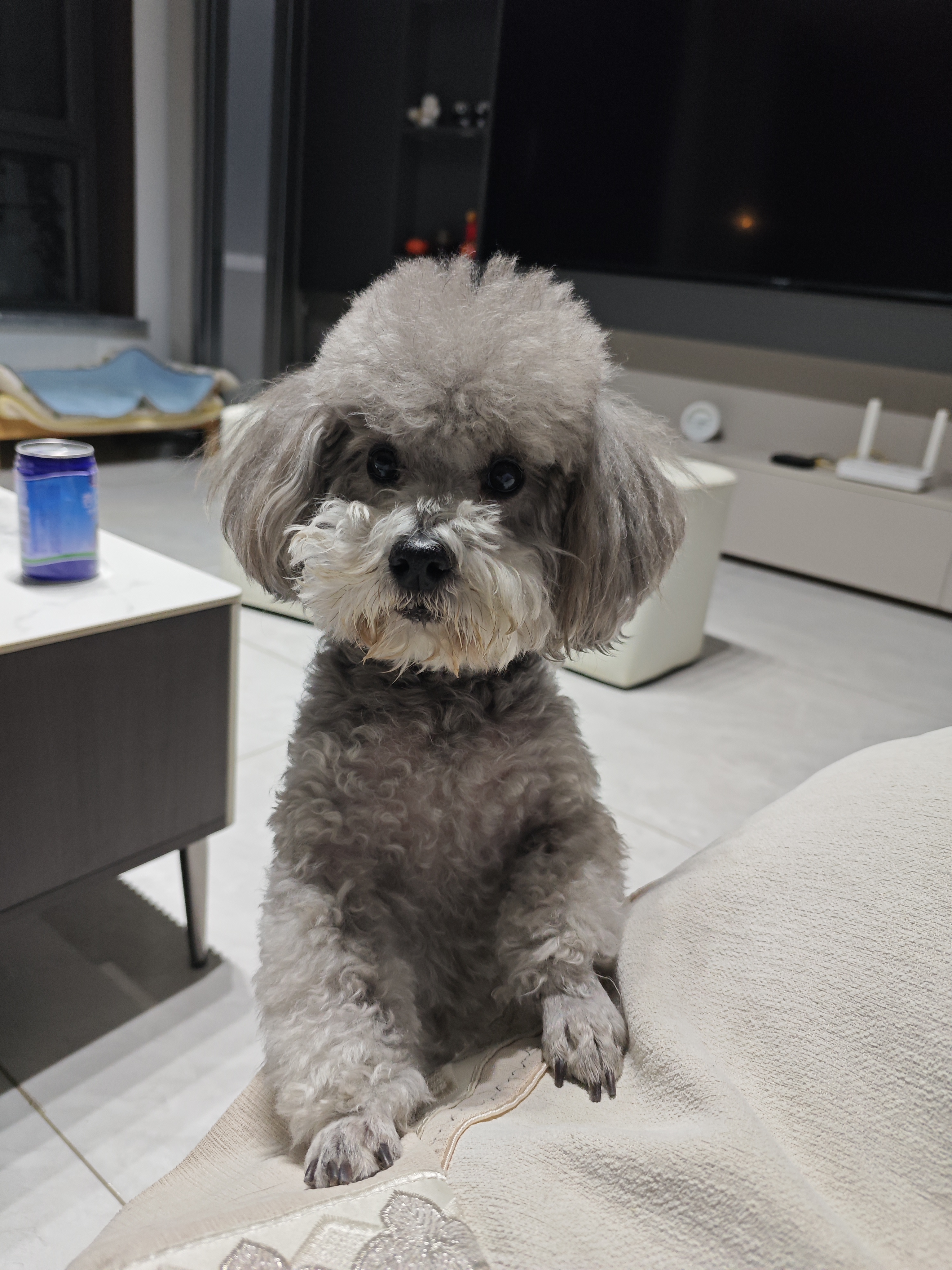 皇家狗粮 贵宾成犬狗粮泰迪犬粮宠物小型犬 PD30全价犬粮10月-8岁 3KG 实拍图
