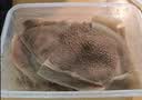 潮夫道冷藏白千层肚250g 川渝涮火锅食材毛肚牛肚牛百叶生鲜 实拍图