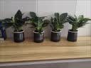 花翁金钻盆栽绿植物大盆绿萝除室内甲醛花卉水培办公净化空气源头直发 实拍图