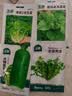 北蔬 冰糖脆水果萝卜种子苗生吃罗卜秋冬蔬菜籽 冰糖脆萝卜种子1000粒 实拍图