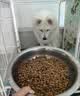 皇家猫粮 挑嘴成猫猫粮 高适口性 EF38 通用粮 12月以上 4KG 实拍图