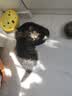 多特思羊奶系列猫零食罐头24罐成猫幼猫通用肠胃友好猫湿粮鸡丝撞奶 实拍图