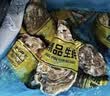 鲜京采鲜活生蚝4XL 净重5斤 10-13只 鲜活到家 源头直发 海鲜牡蛎 乳山 实拍图