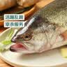 鲜活冲浪河鲈鱼400-500g/条 中秋送礼家宴宴请 实拍图