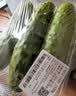 【水果菜】东北旱黄瓜约550g 实拍图