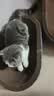 【京东物流】猫抓板磨爪猫窝一体耐磨不掉屑超大号猫玩具猫咪用品 椭圆大号+猫薄荷 实拍图