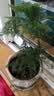 文竹盆栽绿植花卉盆景植物室内客厅水培文松云竹文竹大苗四季常青 小文竹【2棵更实惠】原土球发货 高度15-25cm 实拍图