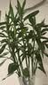 花翁富贵竹水培绿植招财转运室内客厅水养花卉盆栽植物文昌竹源头直发 实拍图