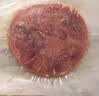 小牛凯西菲力原肉整切调理牛排盒装含酱包600g儿童牛扒阿根廷牛肉烧烤早餐 实拍图