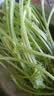 【火锅季】七鲜24小时富硒香芹苗 250g(长度≤40cm) 实拍图