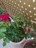 意轩月季特大花浓香果汁阳台庭院花卉植物盆栽蔷薇四季玫瑰花苗带花苞 卡罗拉(灌木月季开花季节带花) 大苗带土球【爆花机器】带花苞发出 实拍图