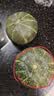 佳农宝菜佳贝13号粉糯贝贝南瓜1.6斤 2-4头200g+源头直发 实拍图