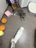 麦富迪猫粮 barf霸弗天然猫粮冻干生骨肉高蛋白成猫粮养胃增肌牛肉5.4kg 实拍图