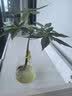 盛世泰堡玻璃花瓶水培透明水养植物插花大花瓶客厅餐厅装饰摆件直筒款1030 实拍图