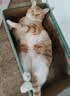 NOW FRESH效期新鲜-进口无谷成猫粮 优质蛋白呵护泌尿全猫通用 16磅/7.26kg 实拍图