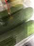 【水果菜】荷兰水果黄瓜约400g 实拍图