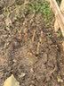 花翁牡丹花苗盆栽洛阳正宗对版花卉绿植 洛阳红（3-5分叉）源头直发 实拍图