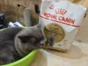 皇家英短成猫粮 BS34 通用粮 12月以上 4.5KG【宠物金选】 实拍图